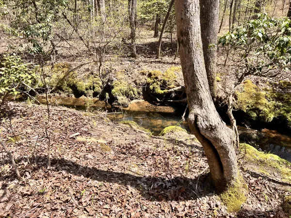 a view of a yard with trees