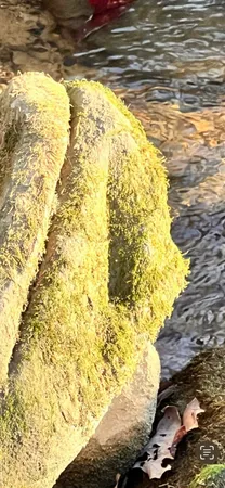 $77,900 | 72 Lady Slipper Lane, Pelham, TN 37366