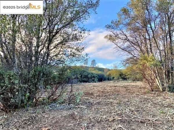 a view of a dry yard with trees