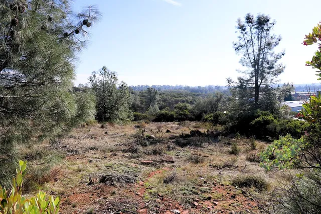 a view of a forest with trees in the background