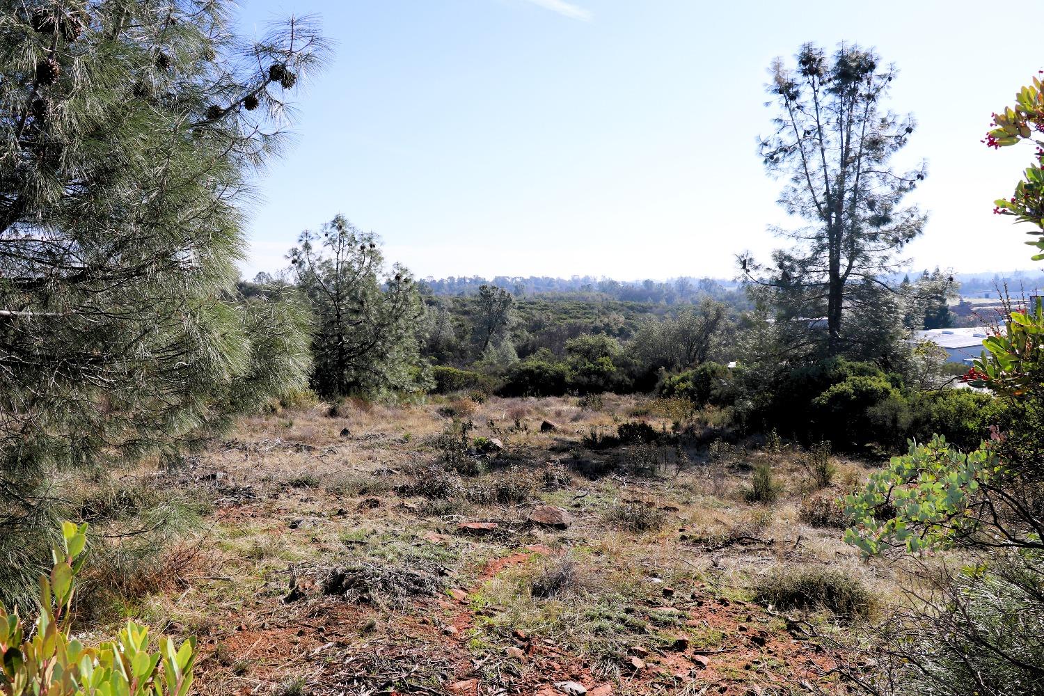 a view of a forest with trees in the background