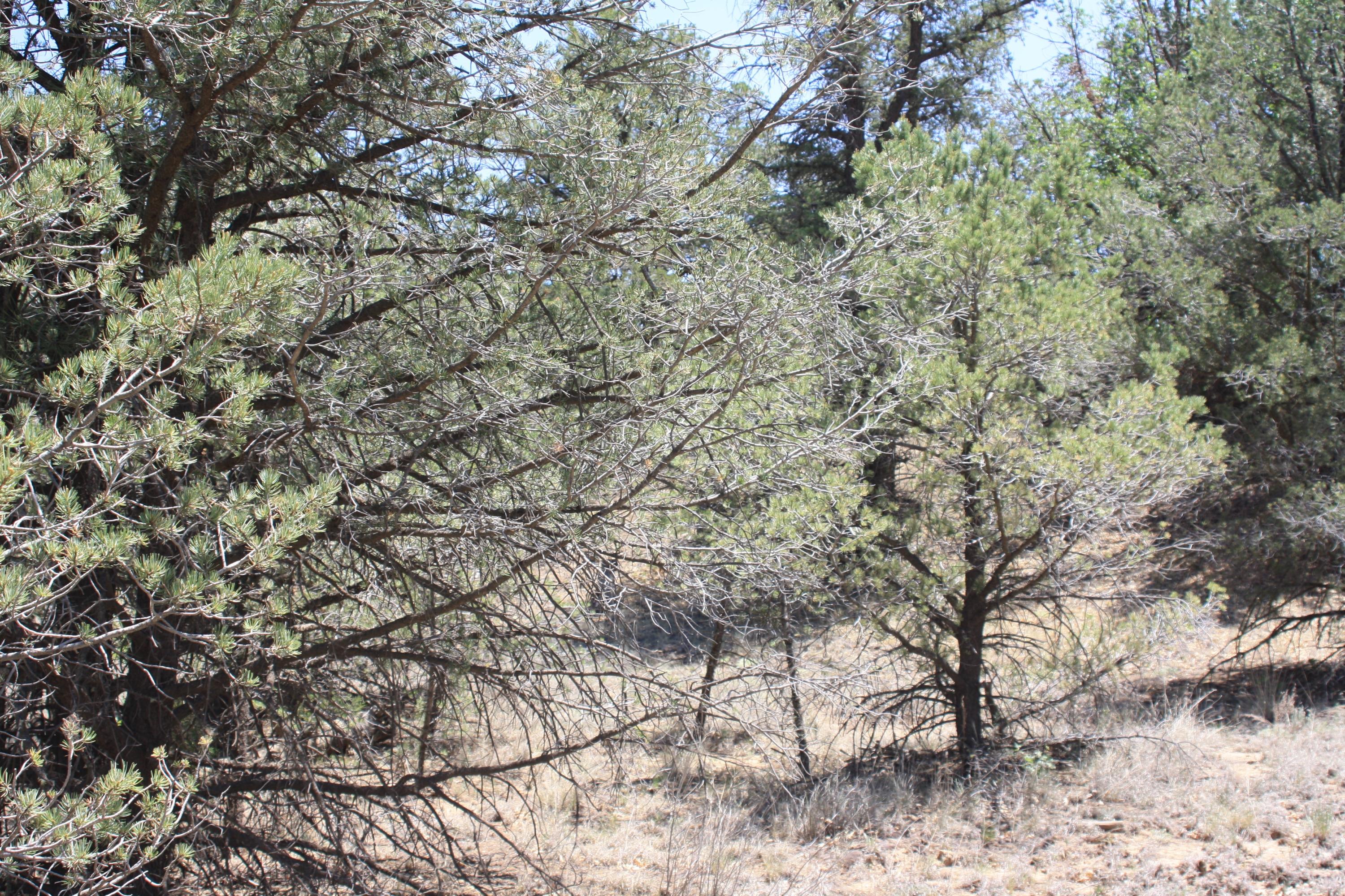 4-6 Bodean Road Ramah, NM 87357 - Photo 54 of 58 Gallery Image 54