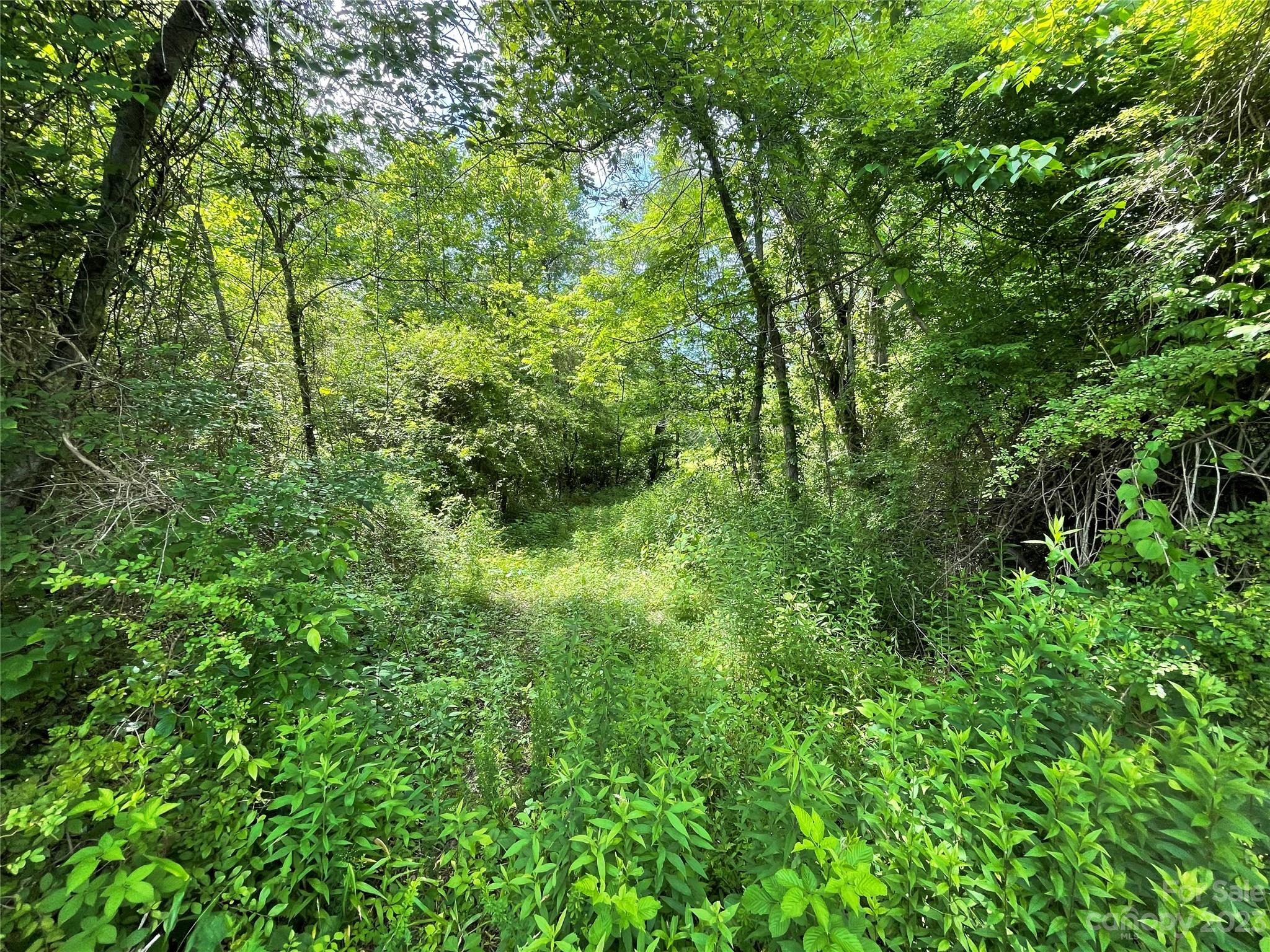 359 Parris Road Rutherfordton, NC 28139 - Photo 3 of 17 a view of a lush green forest