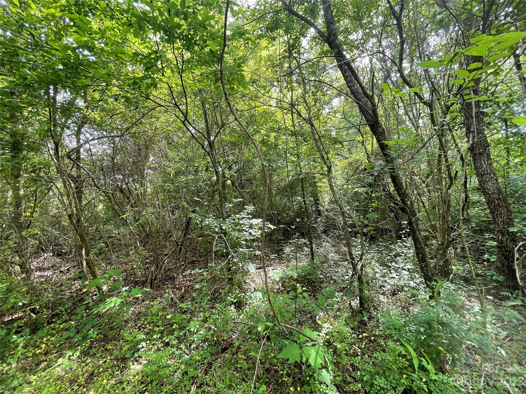 359 Parris Road Rutherfordton, NC 28139 - Photo 4 of 17 a view of a forest with lush green forest