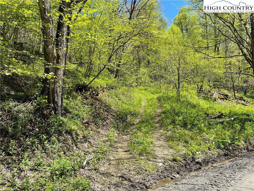 Ivy Branch Road Creston, NC 28615 - Photo 11 of 15 Gallery Image 11