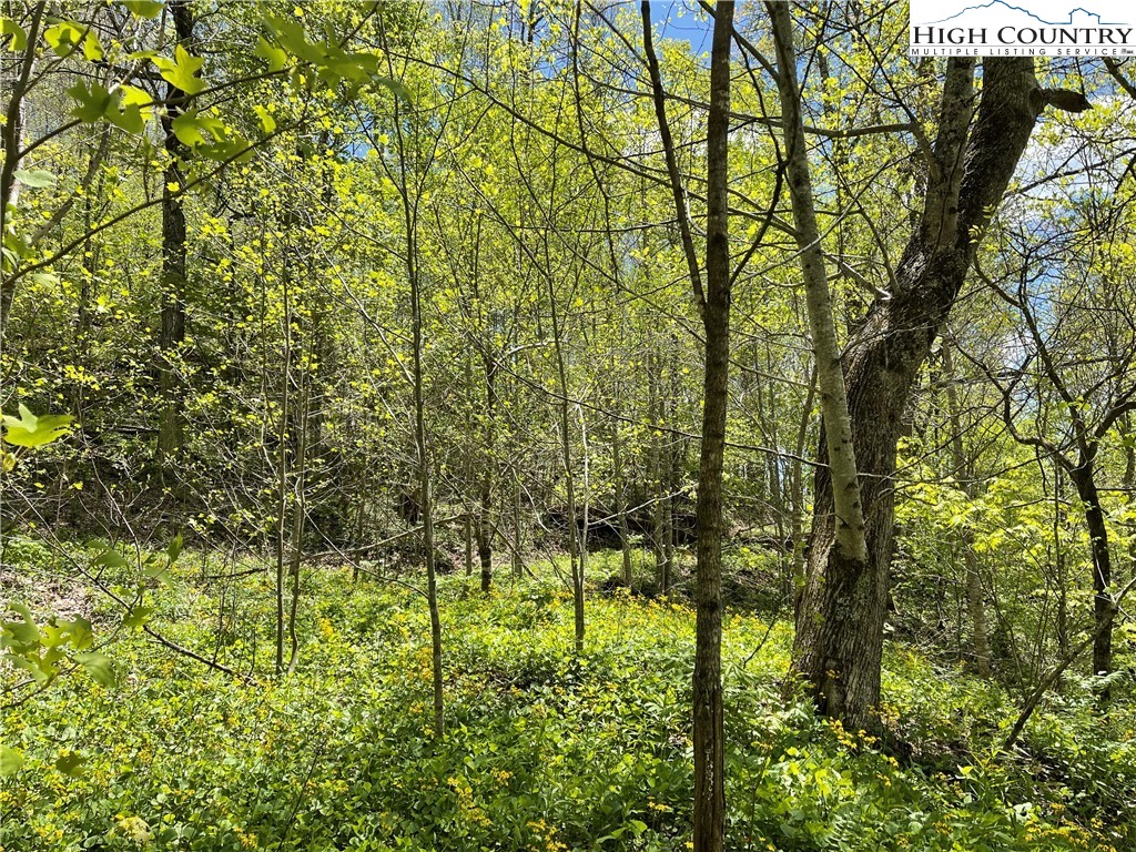 Ivy Branch Road Creston, NC 28615 - Photo 12 of 15 Gallery Image 12
