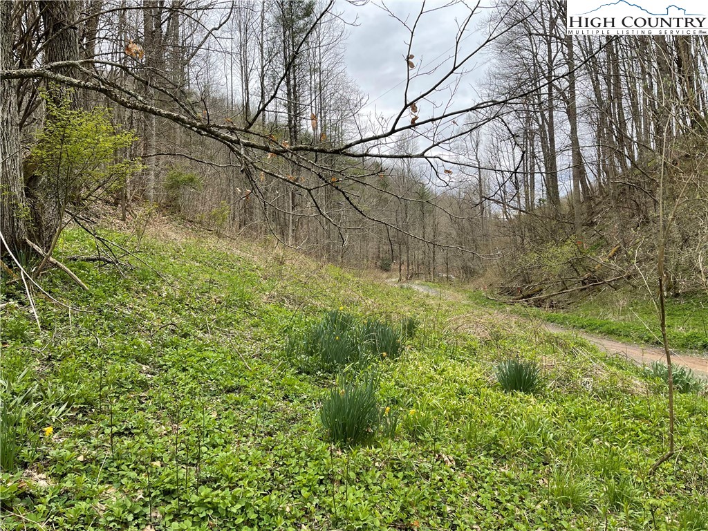 Ivy Branch Road Creston, NC 28615 - Photo 13 of 15 Gallery Image 13
