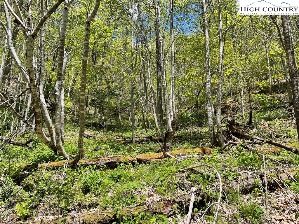 Ivy Branch Road Creston, NC 28615 - Photo 4 of 15 Gallery Image 4
