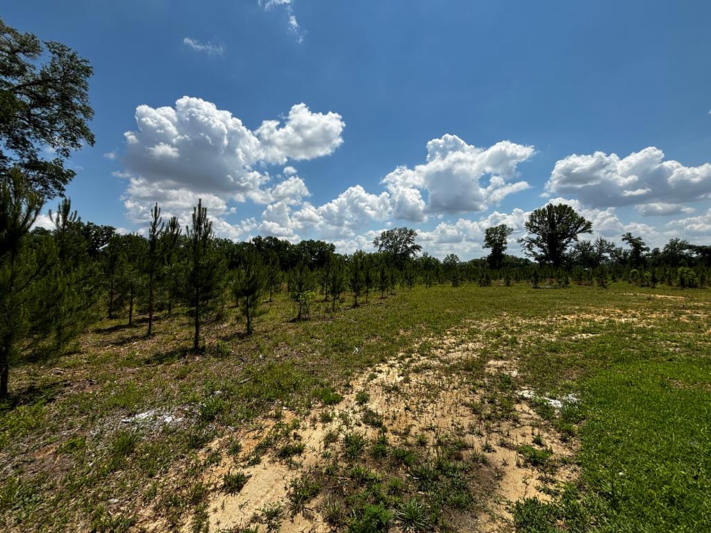 211 Granger Road Gordon, AL 36343 - Photo 21 of 29 Behind the Home
