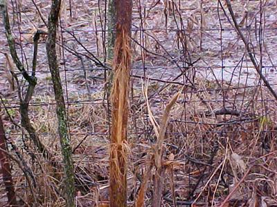 County Farm Road Parma, MI 49269 - Photo 4 of 5 Additional Photo