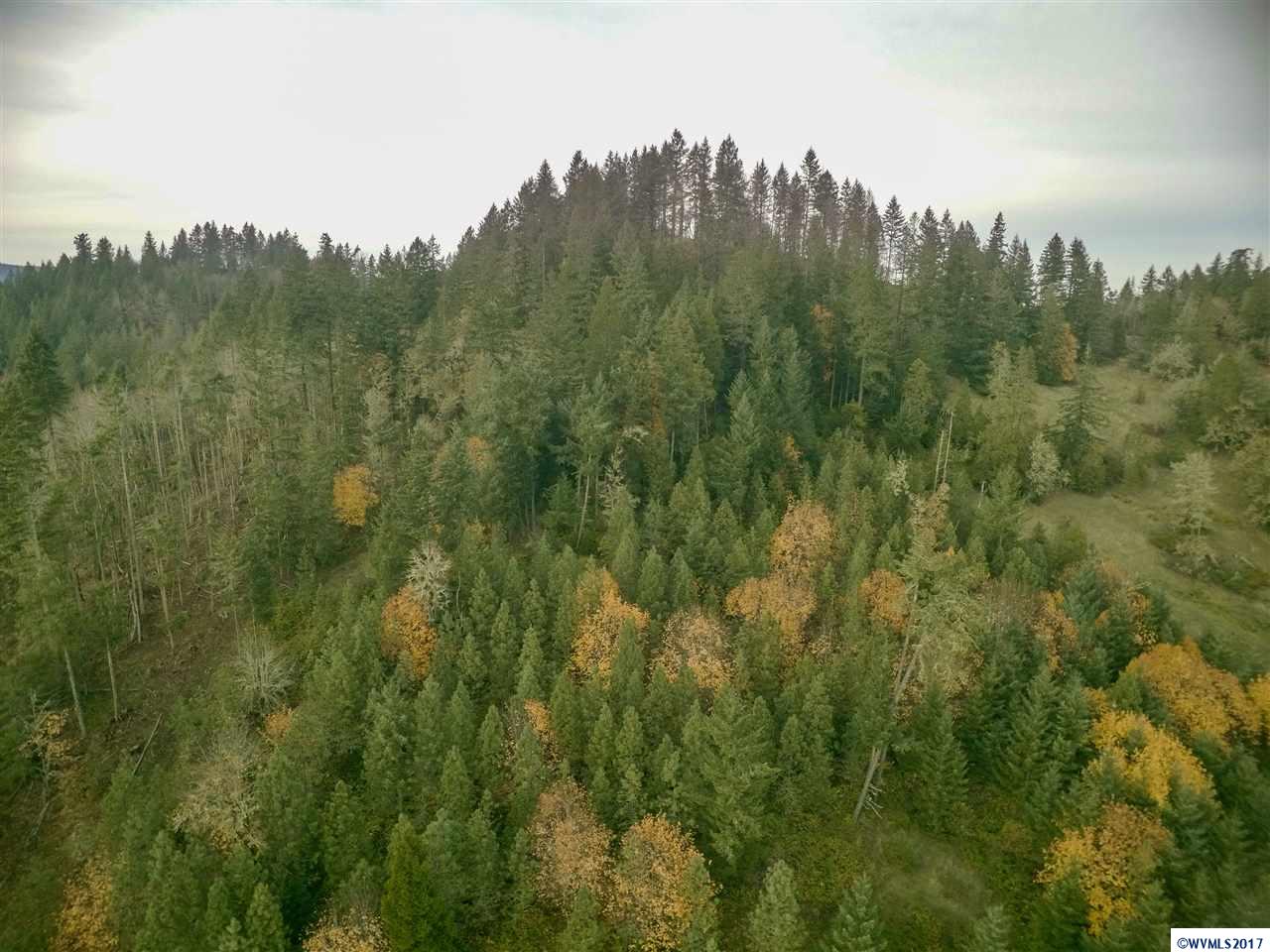 Camp Creek Springfield, OR 97478 - Photo 13 of 32 a view of a lush green forest with trees in the background