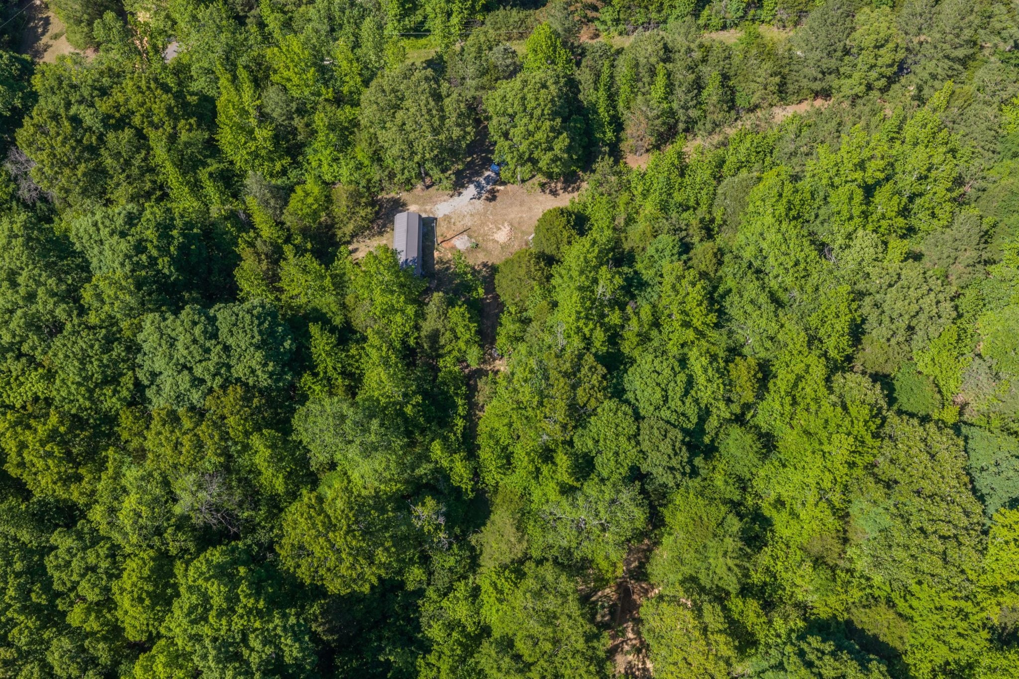 967 Little Jim Road Camden, TN 38320 - Photo 12 of 25 a view of a forest with a tree
