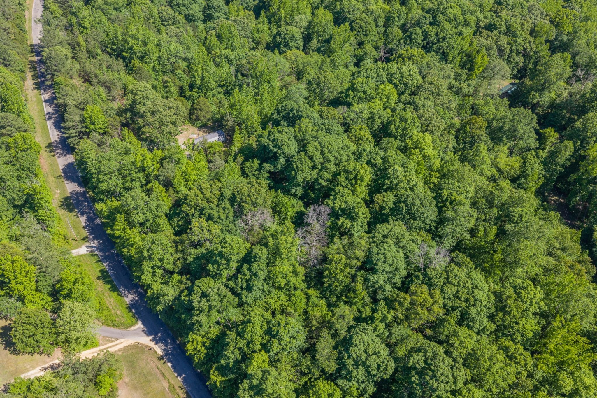 967 Little Jim Road Camden, TN 38320 - Photo 10 of 25 a view of a lush green forest with a tree