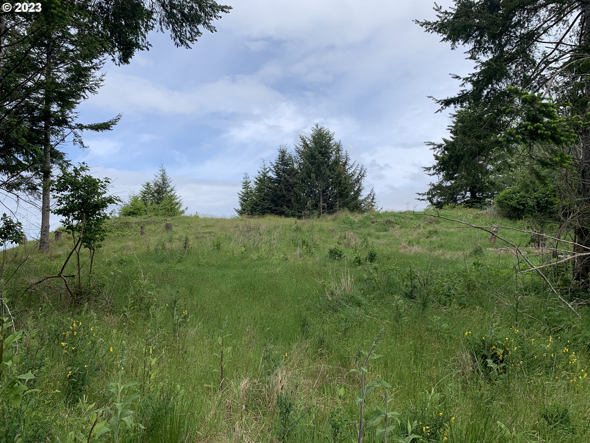 0 Fiddle Back Road North Bend, OR 97459 - Photo 17 of 19 a view of a lush green space