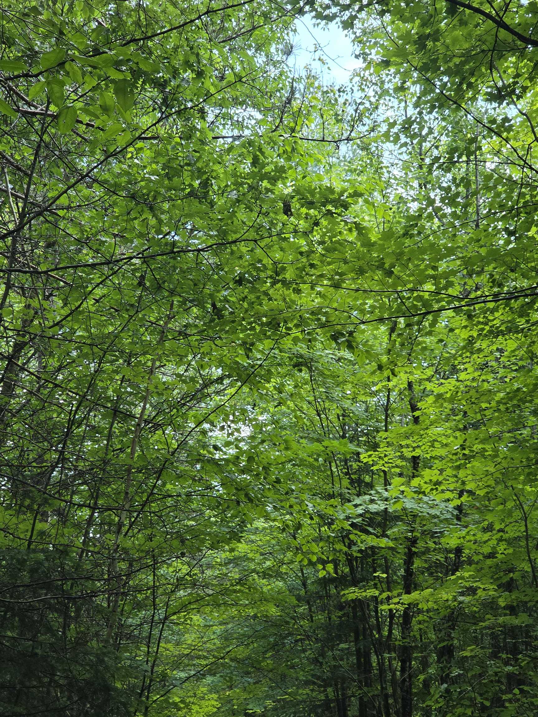 Tower Road Athelstane, WI 54104 - Photo 9 of 25