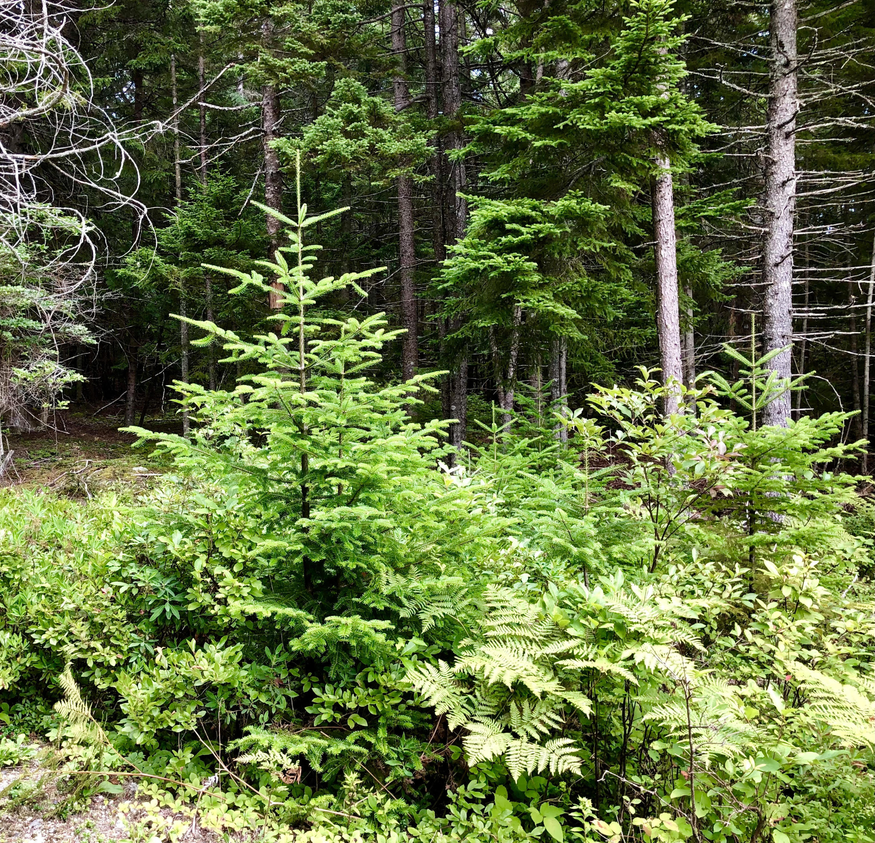 0 True Road Bernard, ME 04612 - Photo 5 of 10 Woods