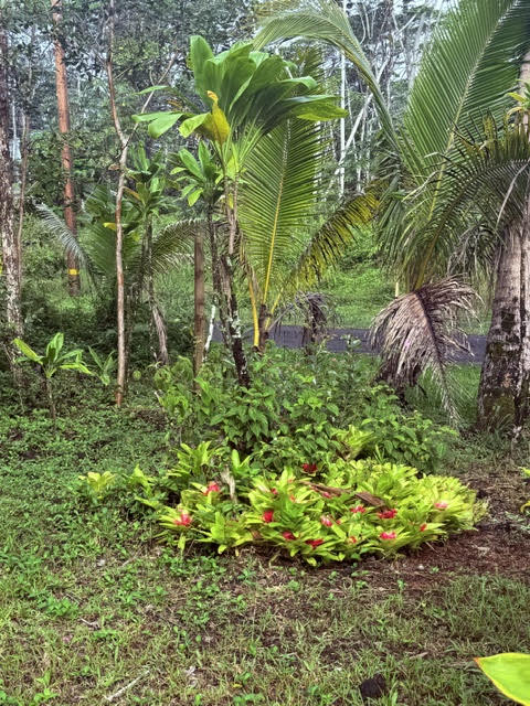 716 Hilo Road Pahoa, HI 96778 - Photo 9 of 9