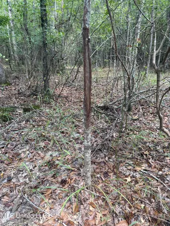 $40,050 | 4920 Wiggins Loop Road, Carthage, MS 39051