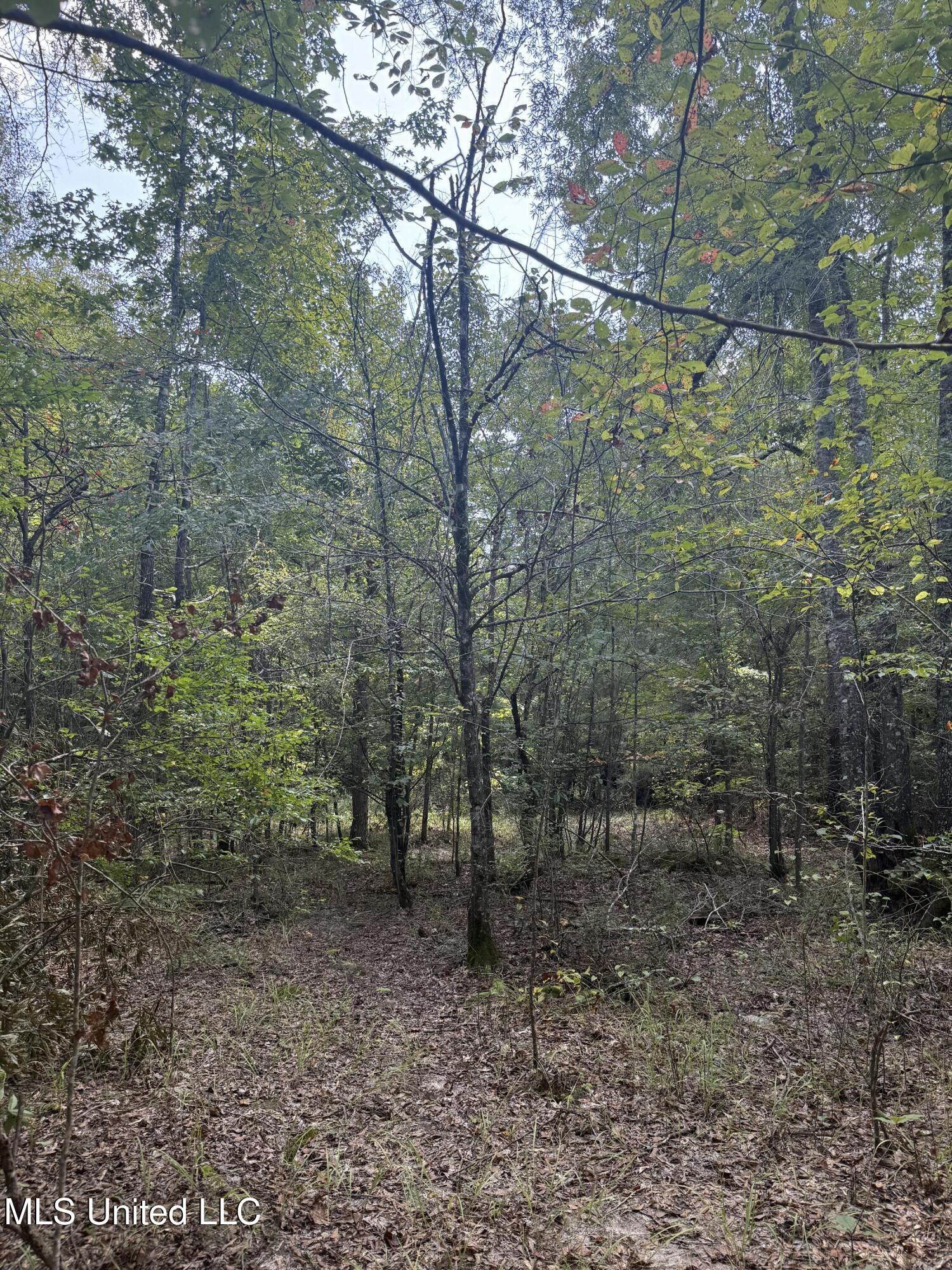 4920 Wiggins Loop Road Carthage, MS 39051 - Photo 4 of 11 IMG_0280