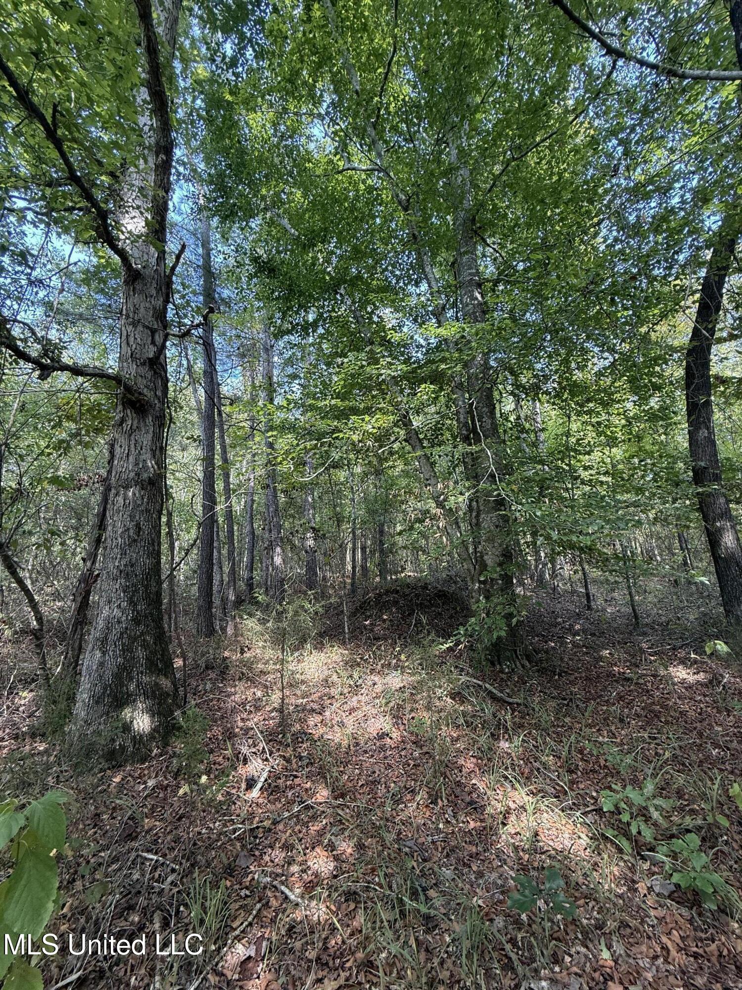 4920 Wiggins Loop Road Carthage, MS 39051 - Photo 8 of 11 IMG_0286