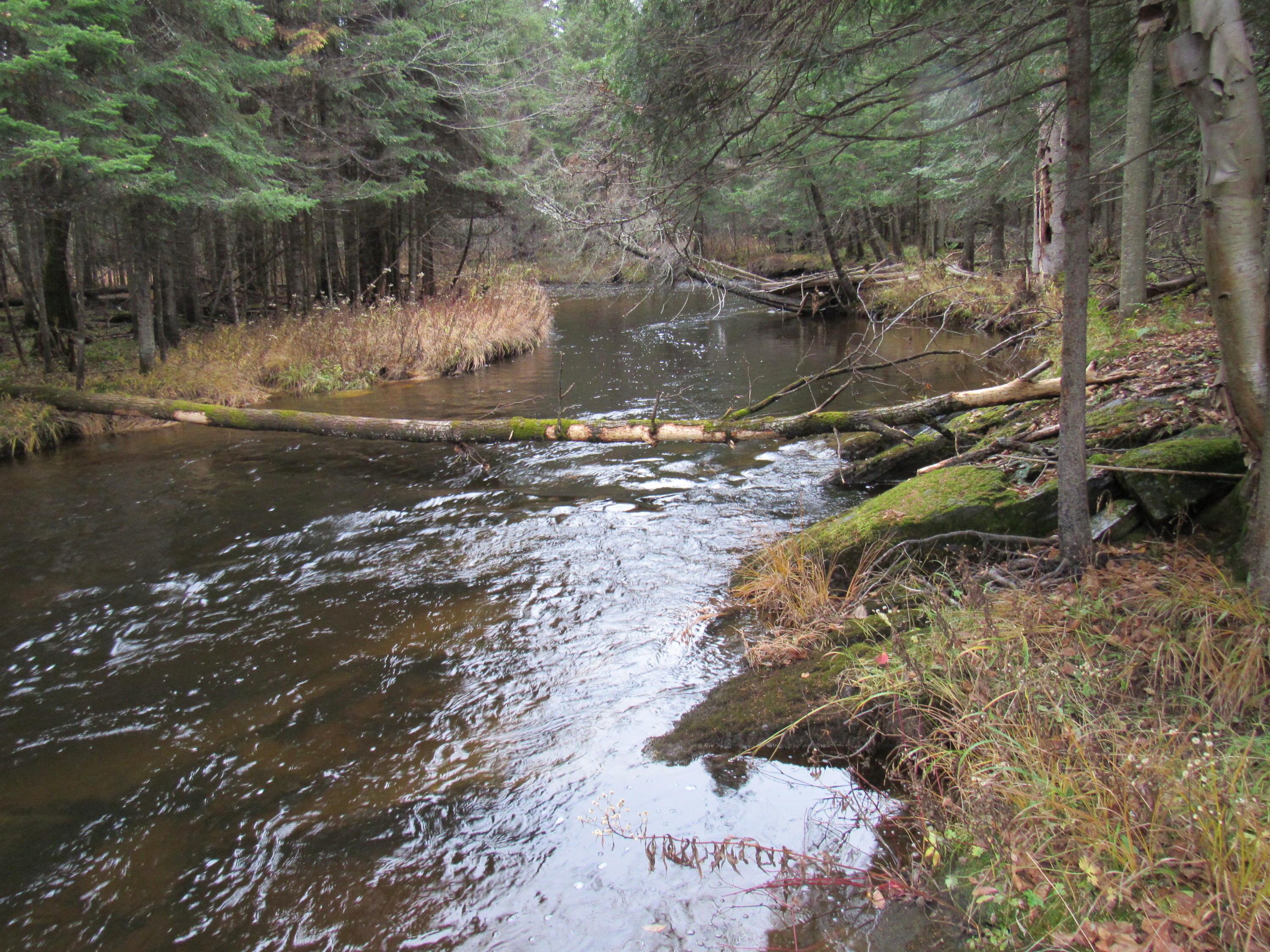 86 Heald Stream Road Jackman, ME 04945 - Photo 8 of 26 IMG_4563