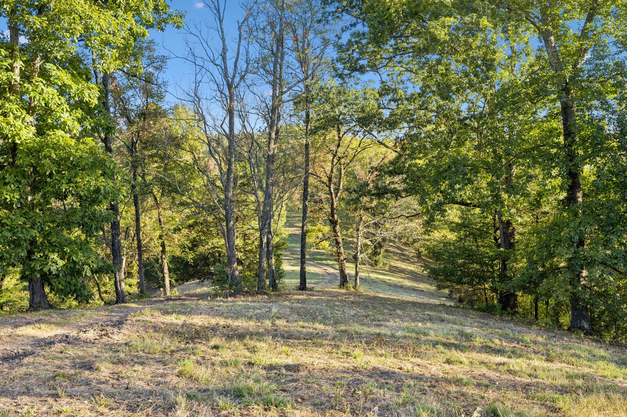 3148 Blazer Road Franklin, TN 37064 - Photo 29 of 67 a view of a yard with plants and trees