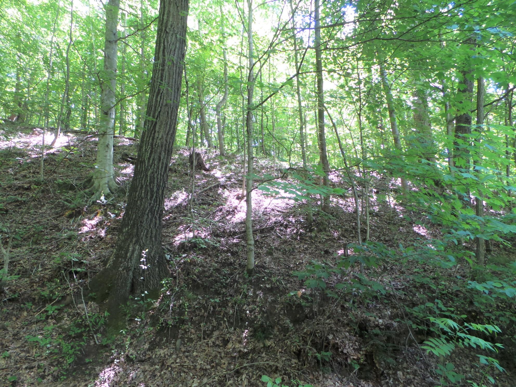 1905 Boozy Creek Road Bristol, VA 24202 - Photo 28 of 130 A WALK IN YOUR OWN WOODS
