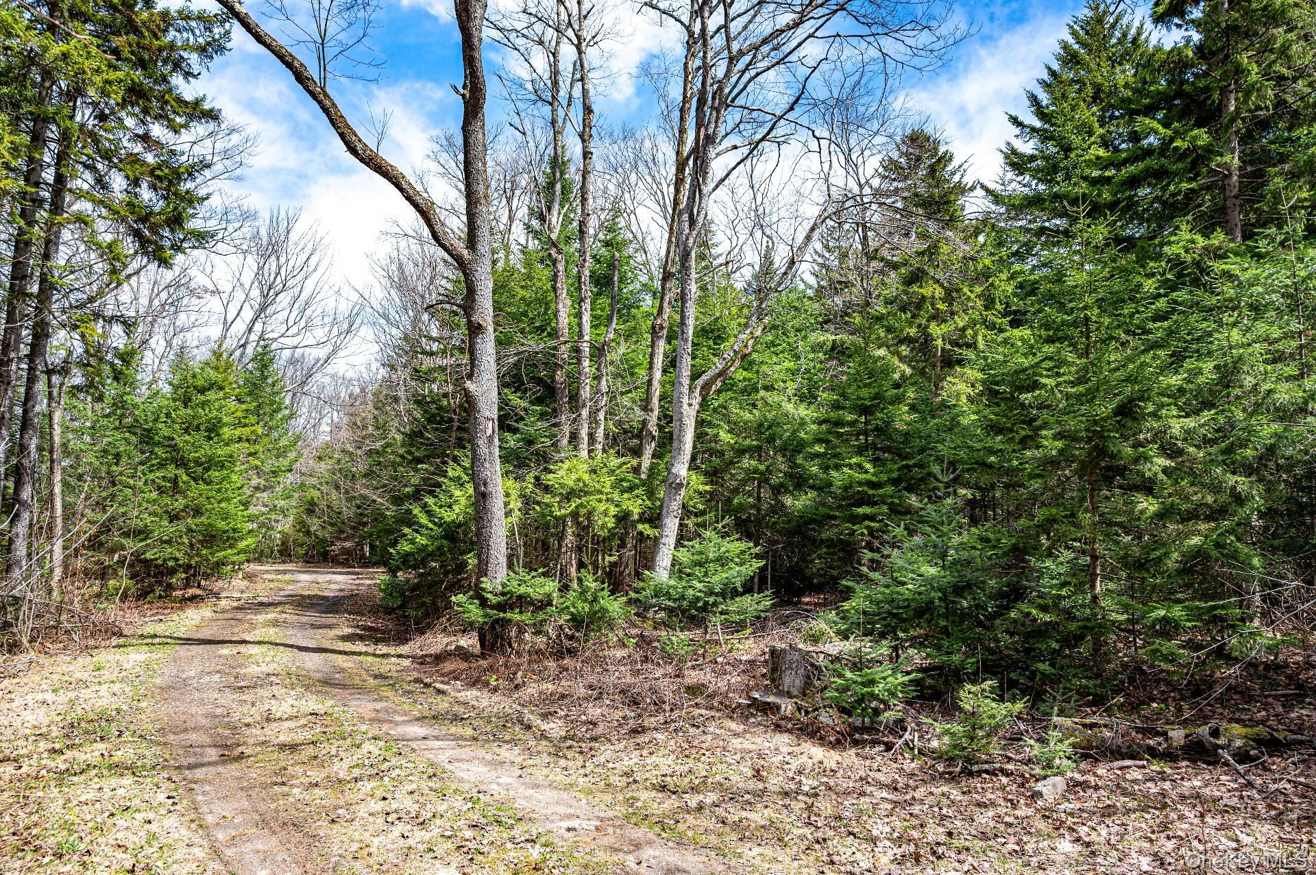 Spear Hill Road Ellenburg Depot, NY 12935 - Photo 5 of 11 a view of a yard with plants and trees