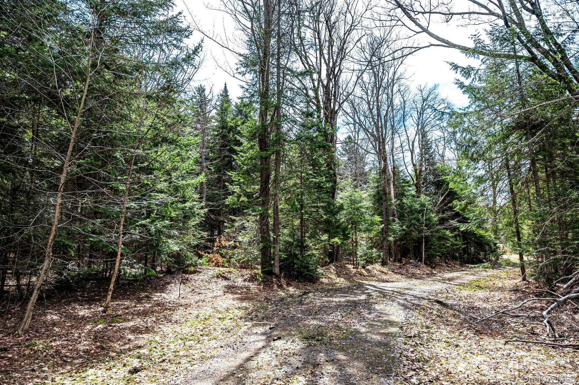 Spear Hill Road Ellenburg Depot, NY 12935 - Photo 6 of 11 a view of a forest with trees in the background