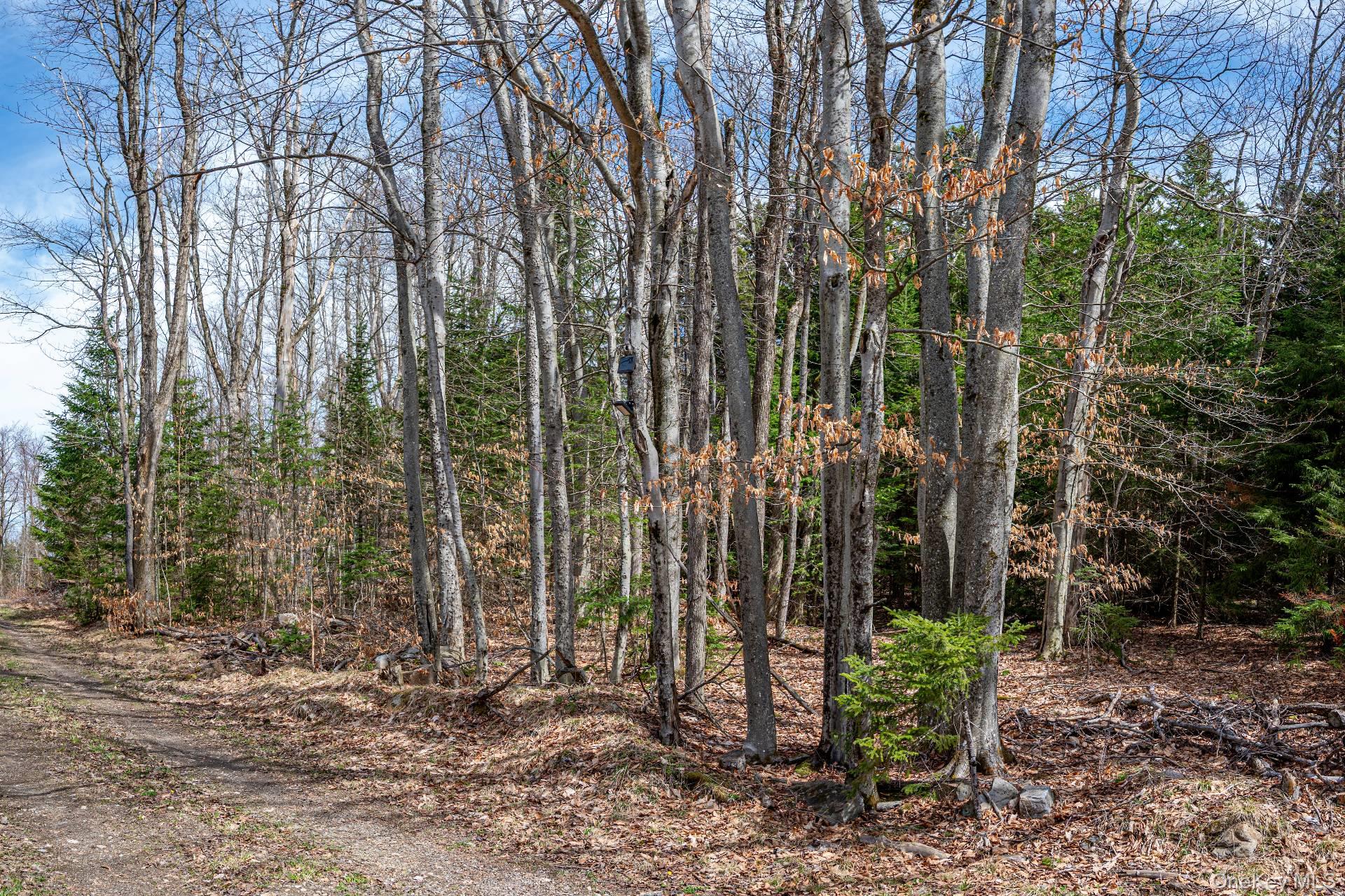 Spear Hill Road Ellenburg Depot, NY 12935 - Photo 7 of 11 a view of a garden with lots of trees