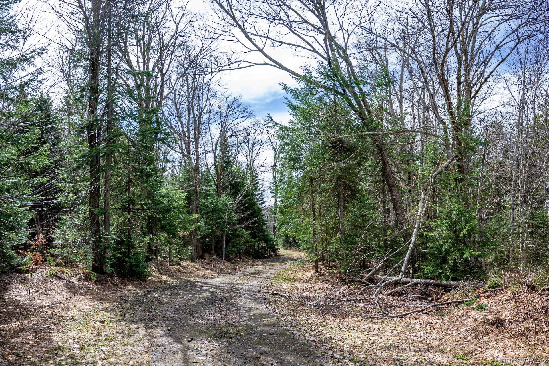 Spear Hill Road Ellenburg Depot, NY 12935 - Photo 8 of 11 a view of a forest filled with trees