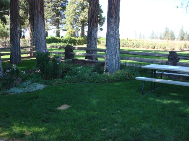 44433 Dee Knoch Road Fall River Mills, CA 96028 - Photo 7 of 9 a view of a park with large trees