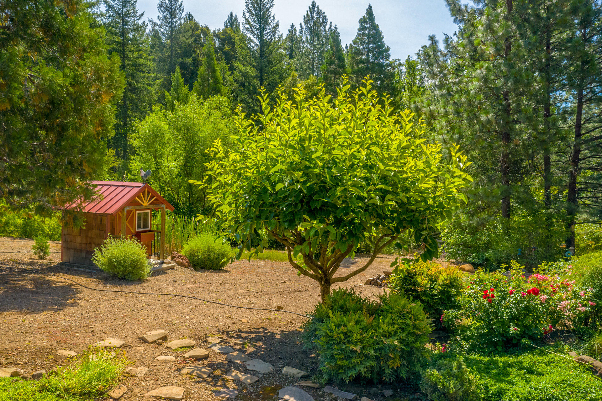 30522 Oak Run To Fern Road Whitmore, CA 96096 - Photo 56 of 70 aerial backyard