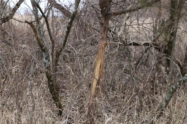 $497,700 | Tbd Rodeo Avenue, Brunswick, MO 65236