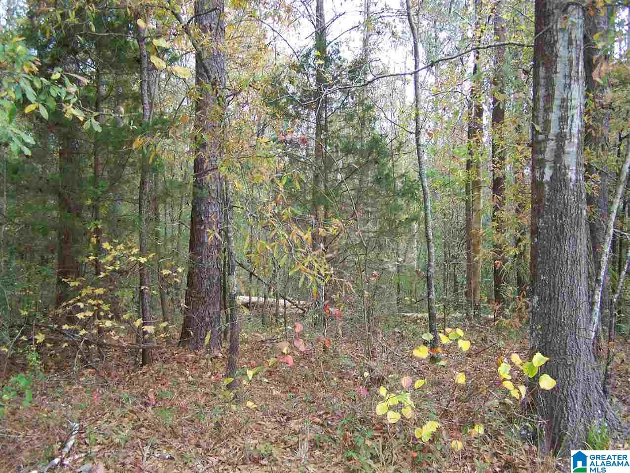 1 Cottaquilla Road Jacksonville, AL 36265 - Photo 5 of 8
