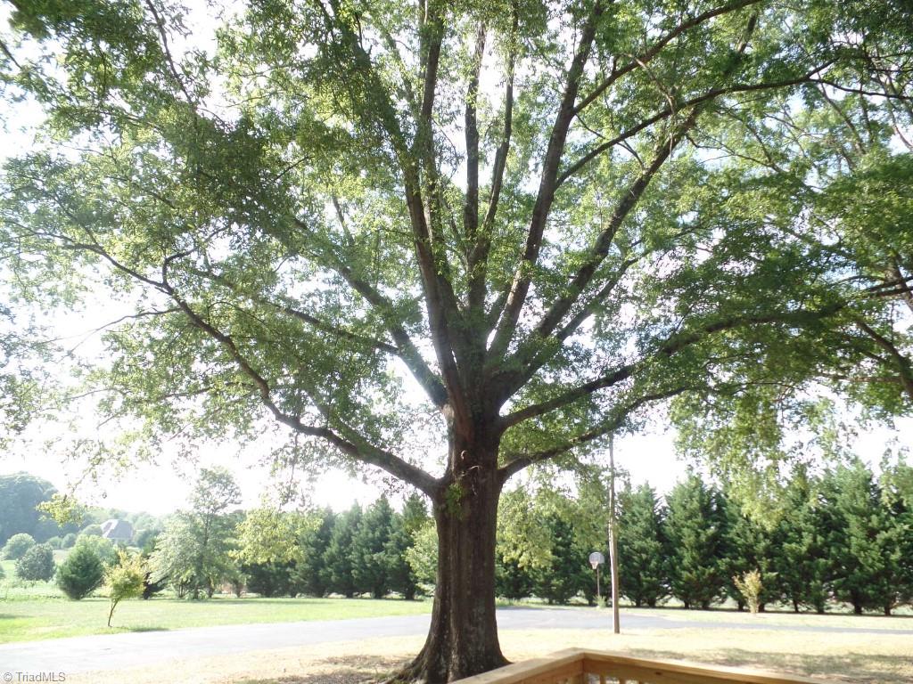 1939 Bloomtown Road East Bend, NC 27018 - Photo 17 of 26 Old Majestic trees.
