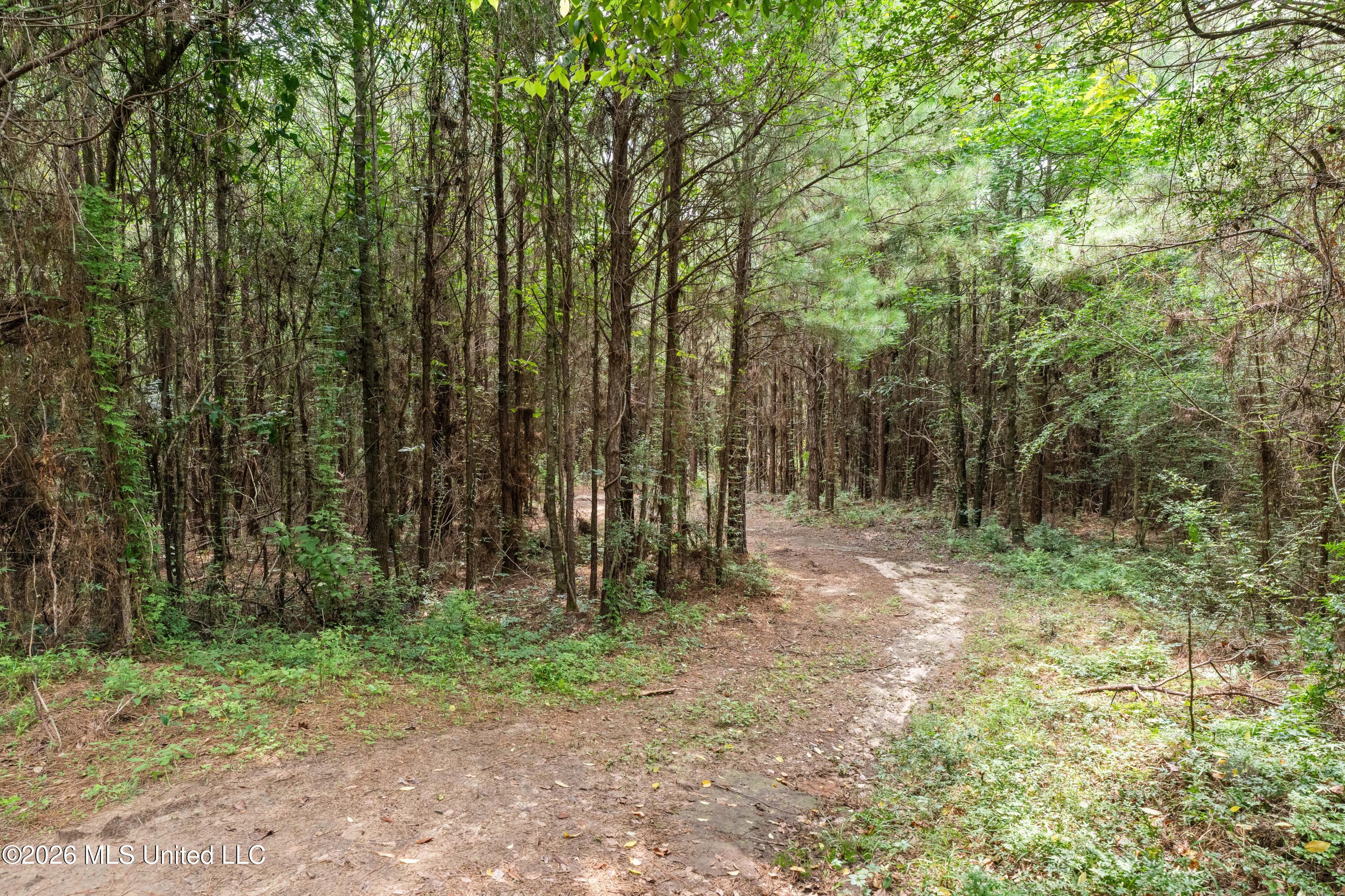 232 Knoxo Columbia Road Tylertown, MS 39667 - Photo 79 of 120 232_Knoxo_Columbia_Rd-79