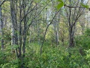 9000 Chase Bridge Road Roscommon, MI 48653 - Photo 14 of 15 Gallery Image 14