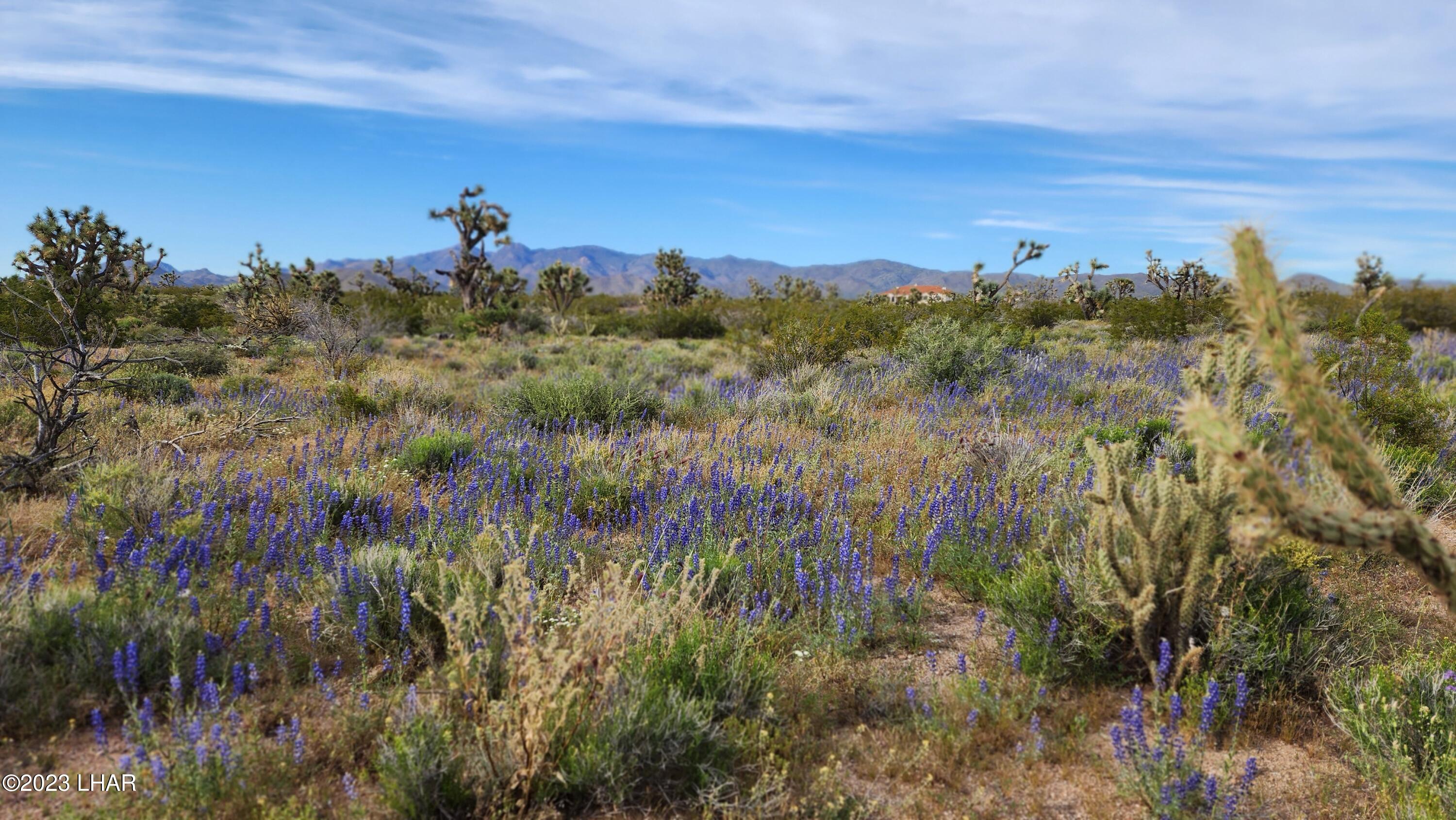 2076 South Cheyenne (30acres Well/septic) Road Yucca, AZ 86438 - Photo 14 of 26 Spring flowers on property