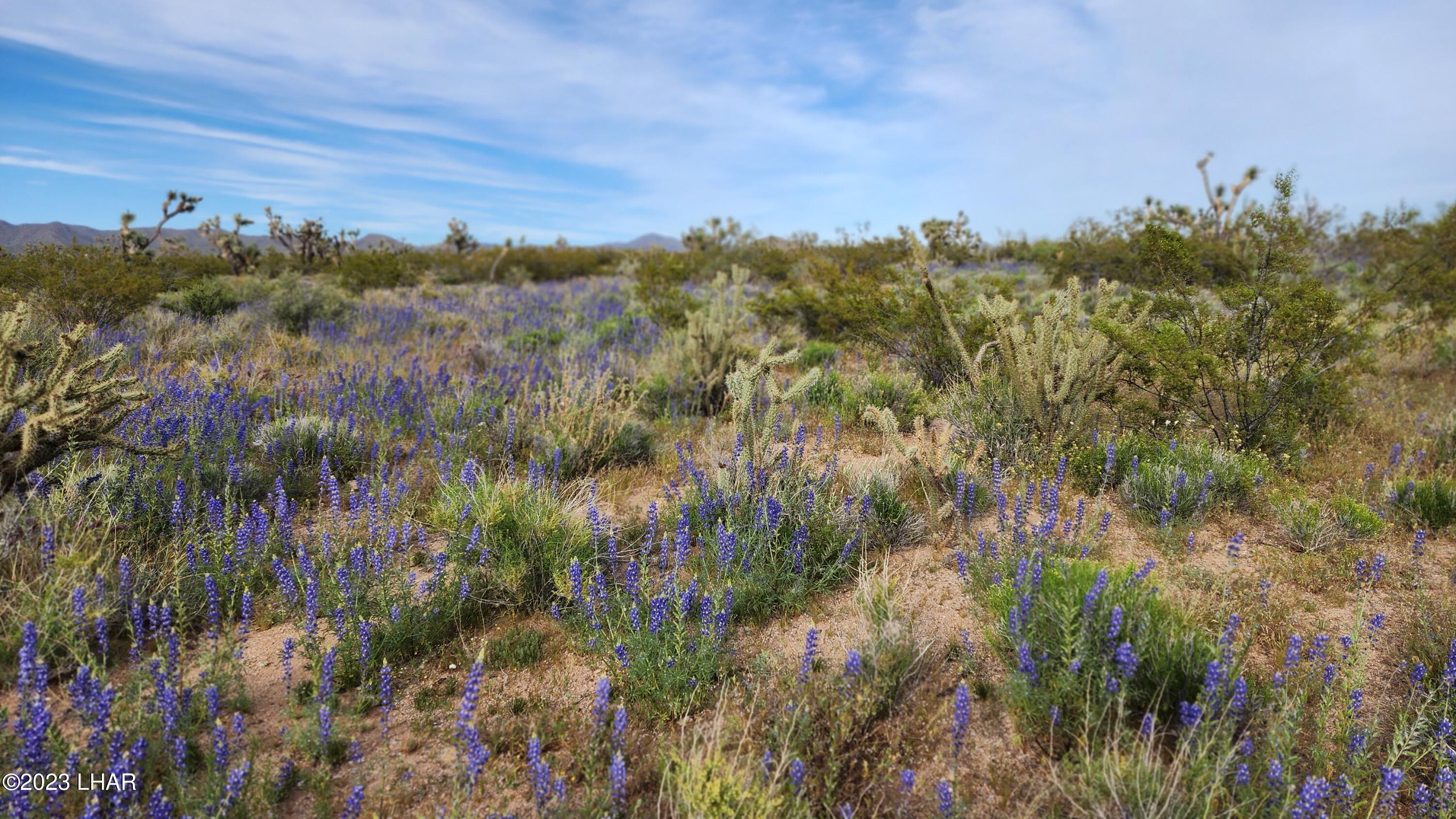 2076 South Cheyenne (30acres Well/septic) Road Yucca, AZ 86438 - Photo 16 of 26 Spring flowers
