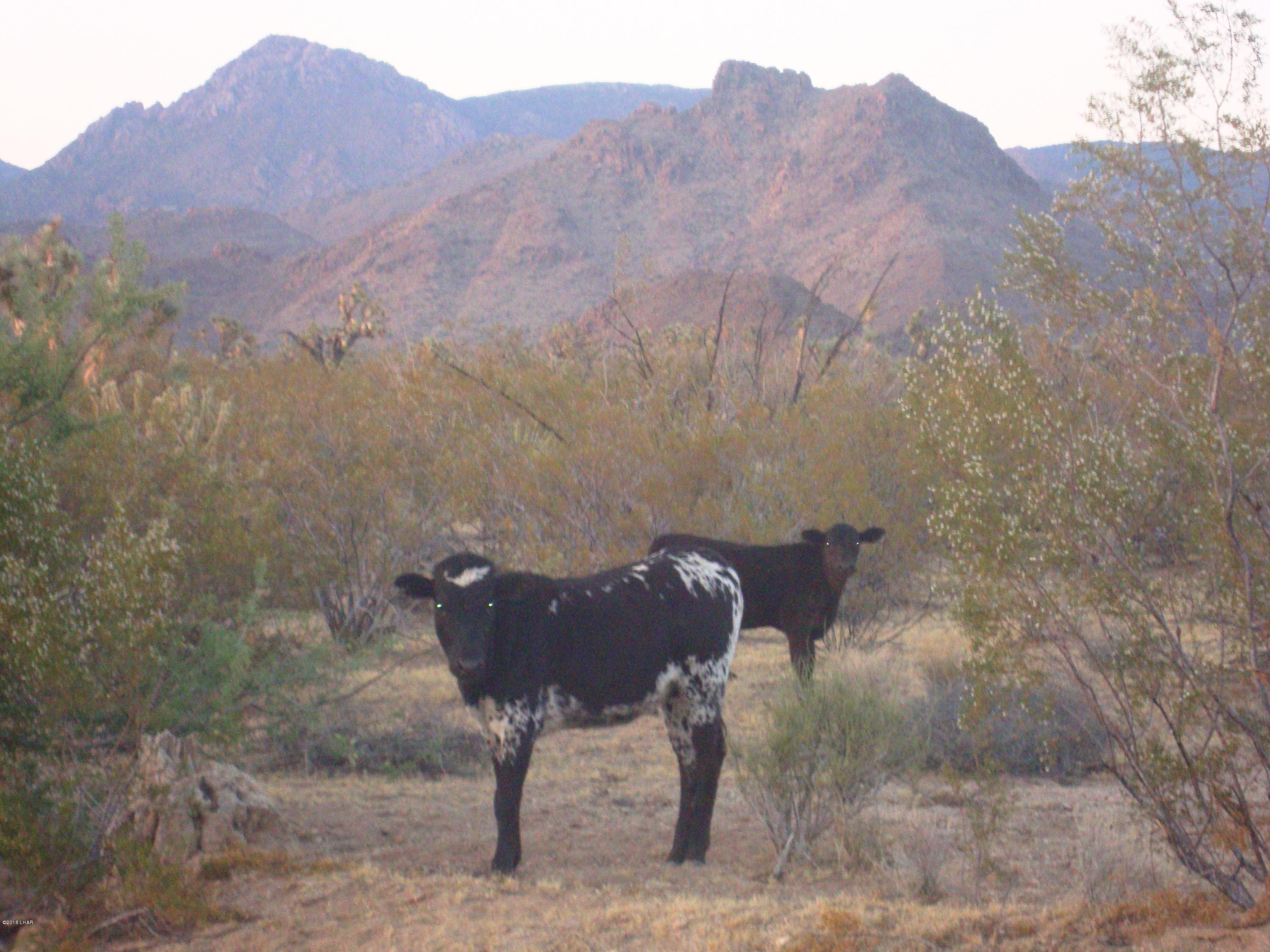2076 South Cheyenne (30acres Well/septic) Road Yucca, AZ 86438 - Photo 21 of 26 Local Wild Life