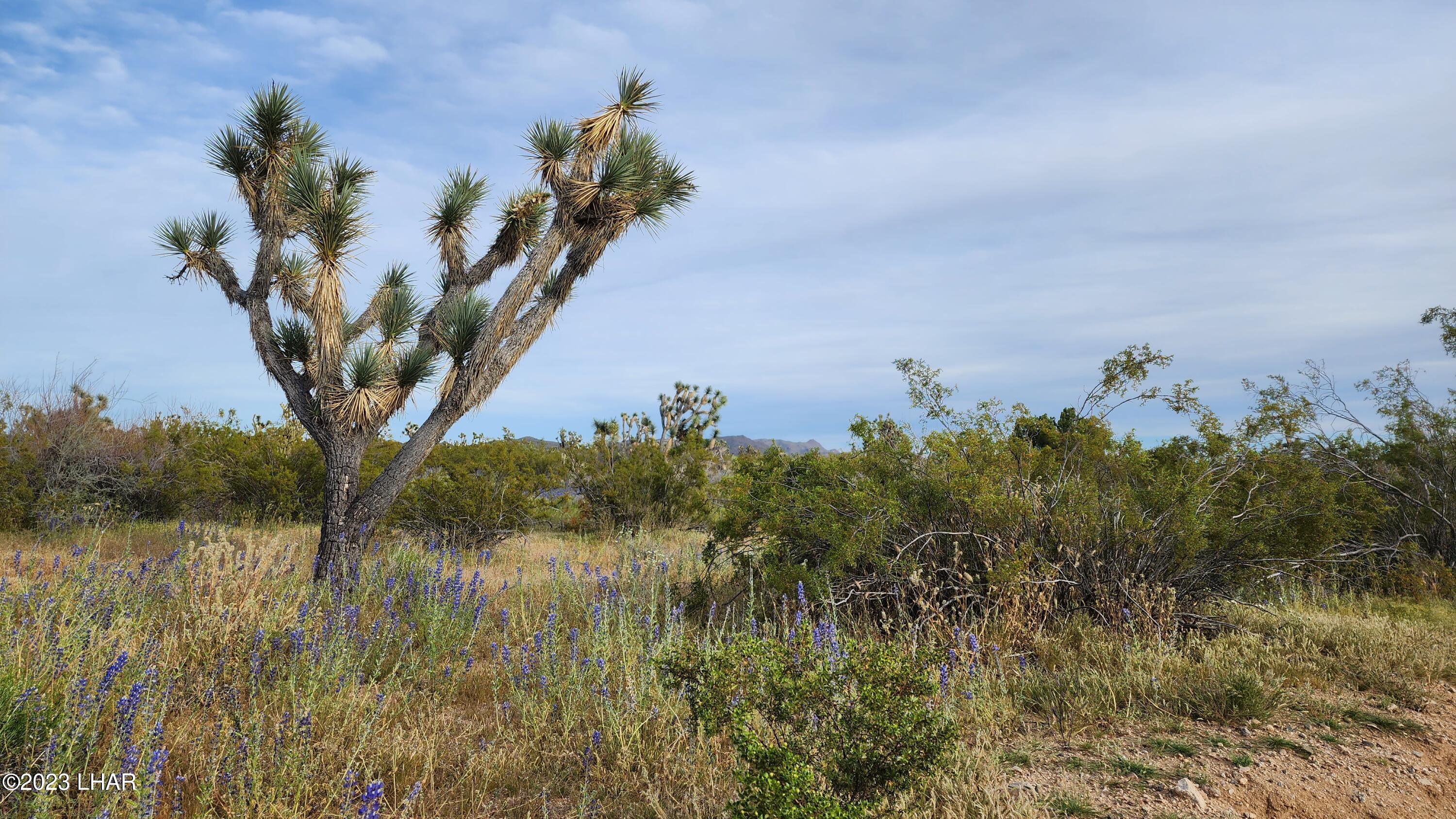 2076 South Cheyenne (30acres Well/septic) Road Yucca, AZ 86438 - Photo 25 of 26 20230422_172350