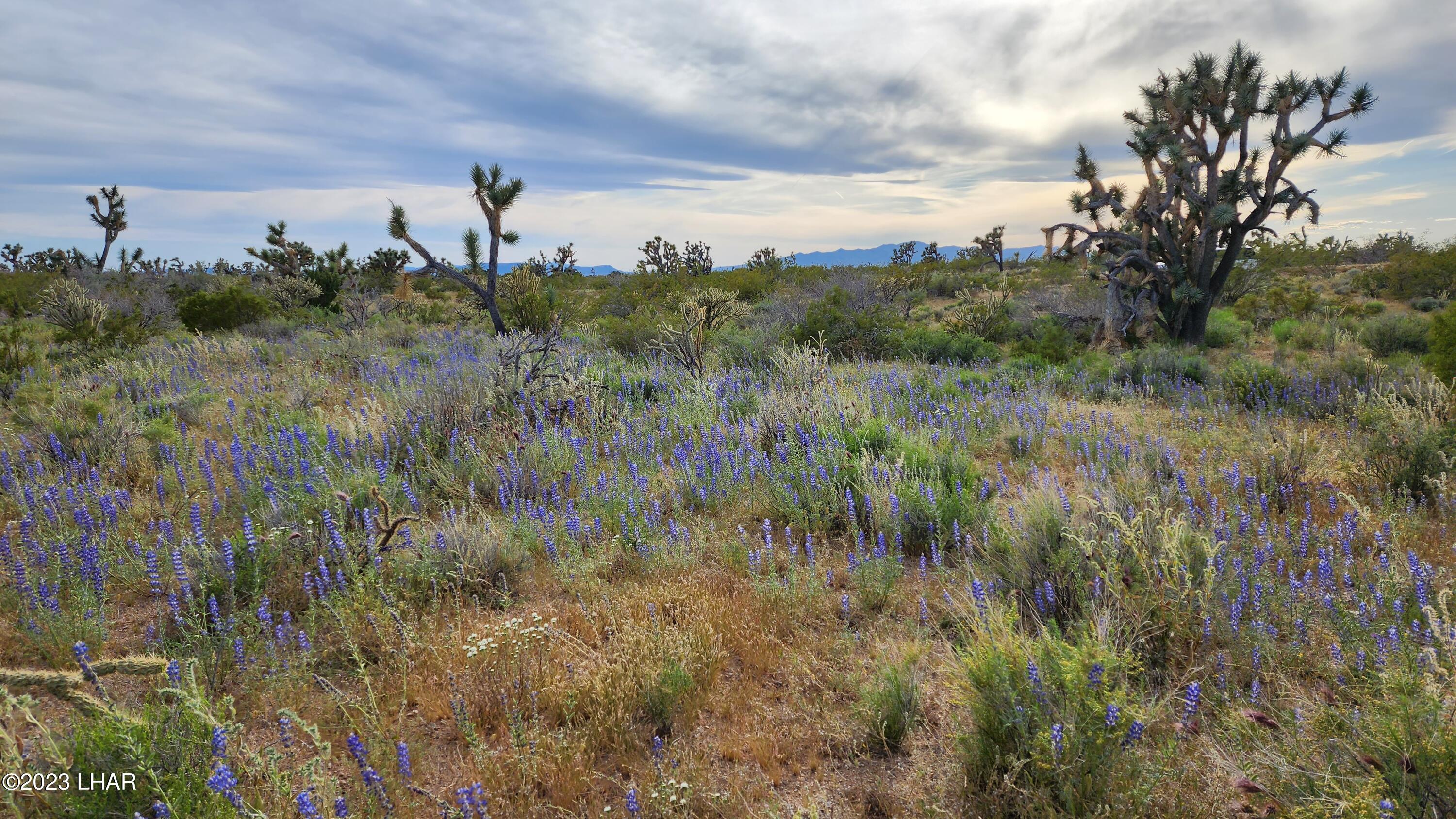 2076 South Cheyenne (30acres Well/septic) Road Yucca, AZ 86438 - Photo 4 of 26 20230422_171416