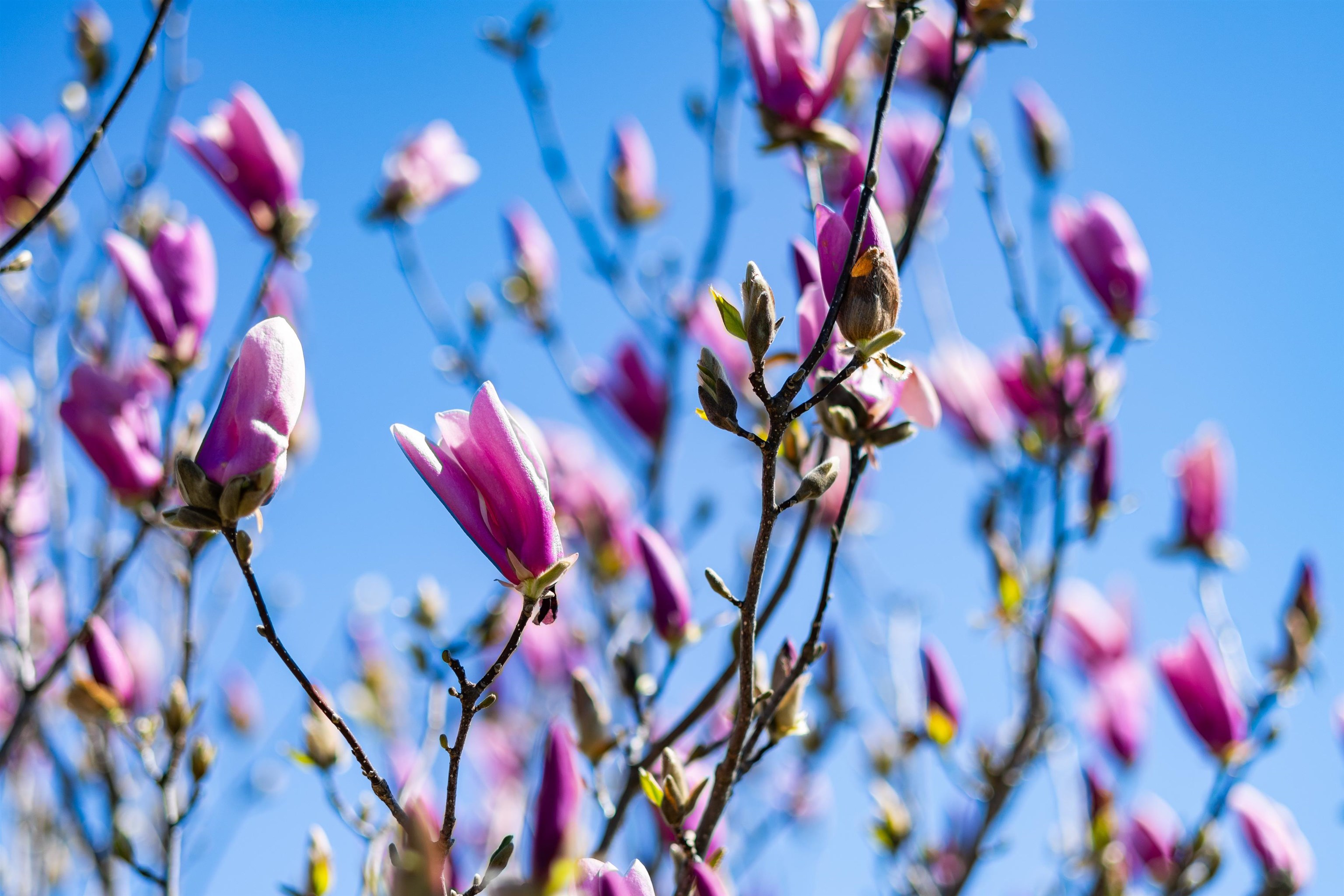 899 Timber Ridge Road Fairfield, VA 24435 - Photo 8 of 65 Beautiful Blooming Tree