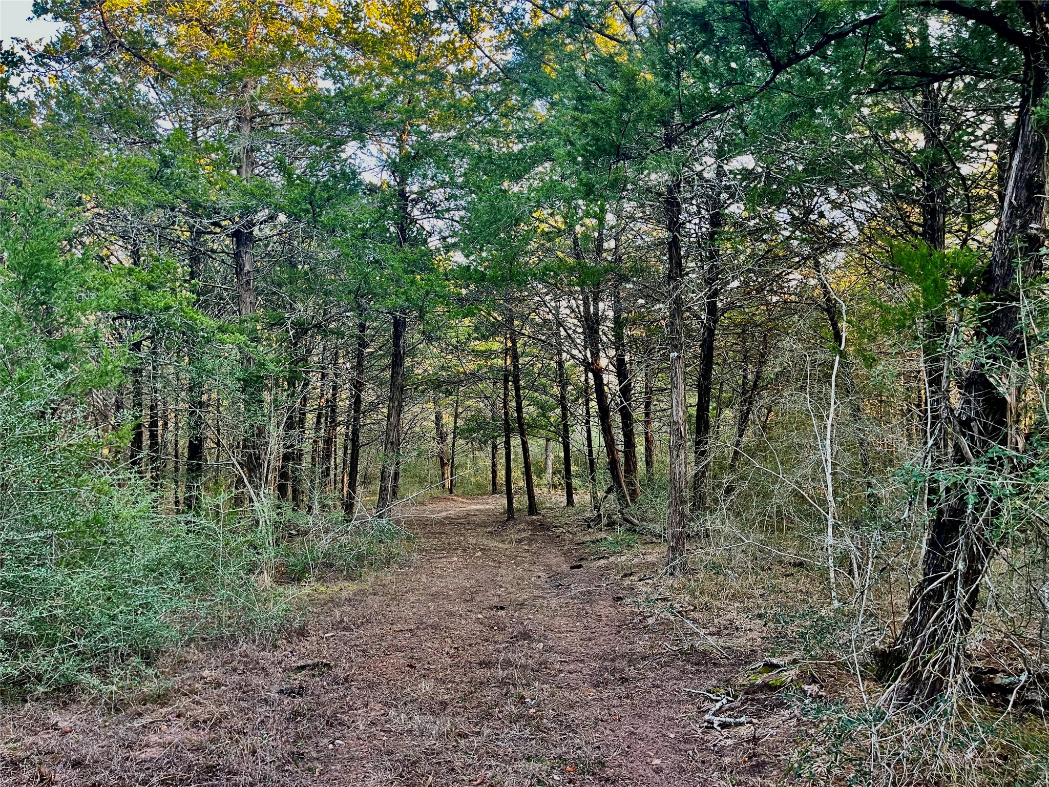 Tbd Hayek Road Columbus, TX 78934 - Photo 7 of 19