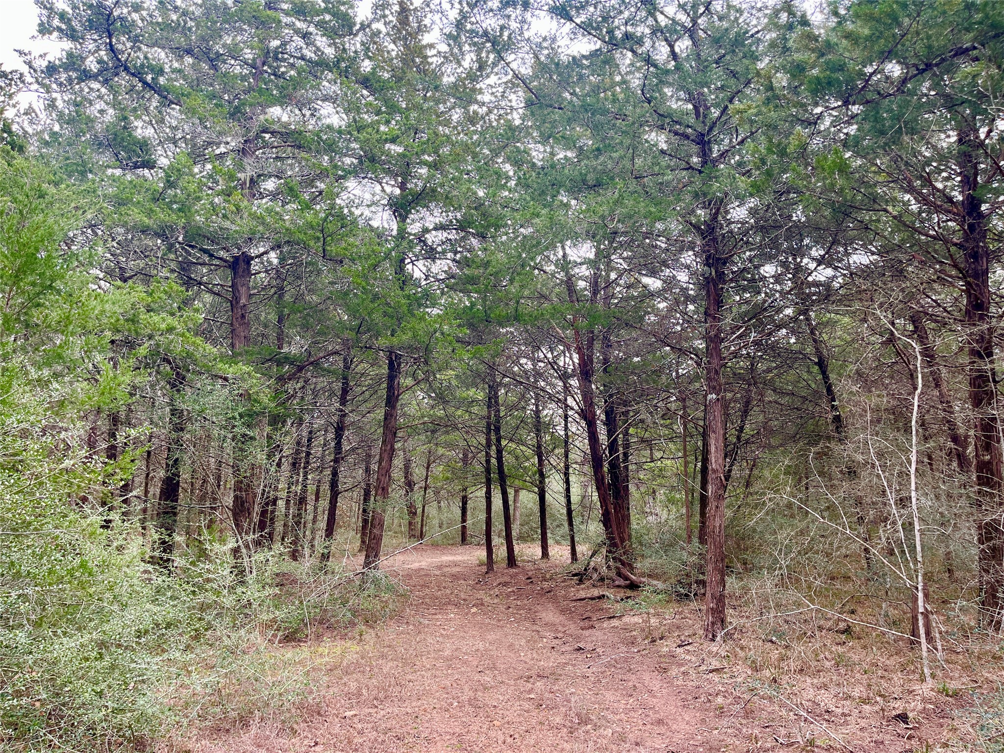 Tbd Hayek Road Columbus, TX 78934 - Photo 8 of 19