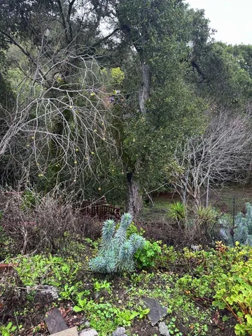 a view of a garden with wooden fence