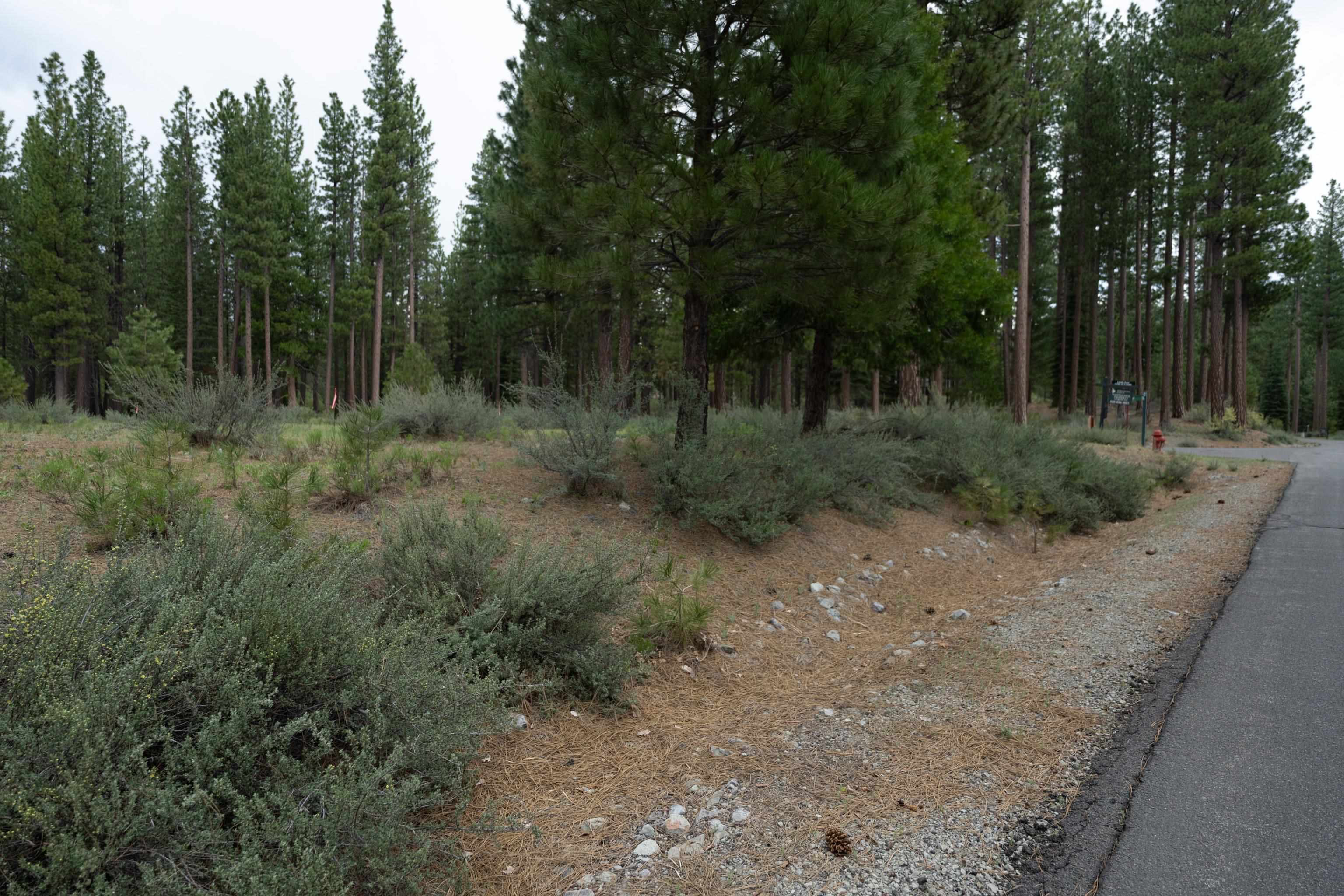 762 Redtail Loop Road Clio, CA 96106 - Photo 3 of 13 a view of a forest with trees in front of it