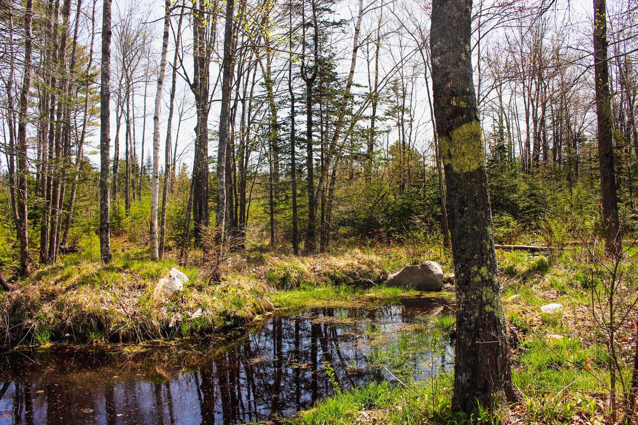 78 Cunningham Ridge Road Surry, ME 04684 - Photo 7 of 59 IMG_1655