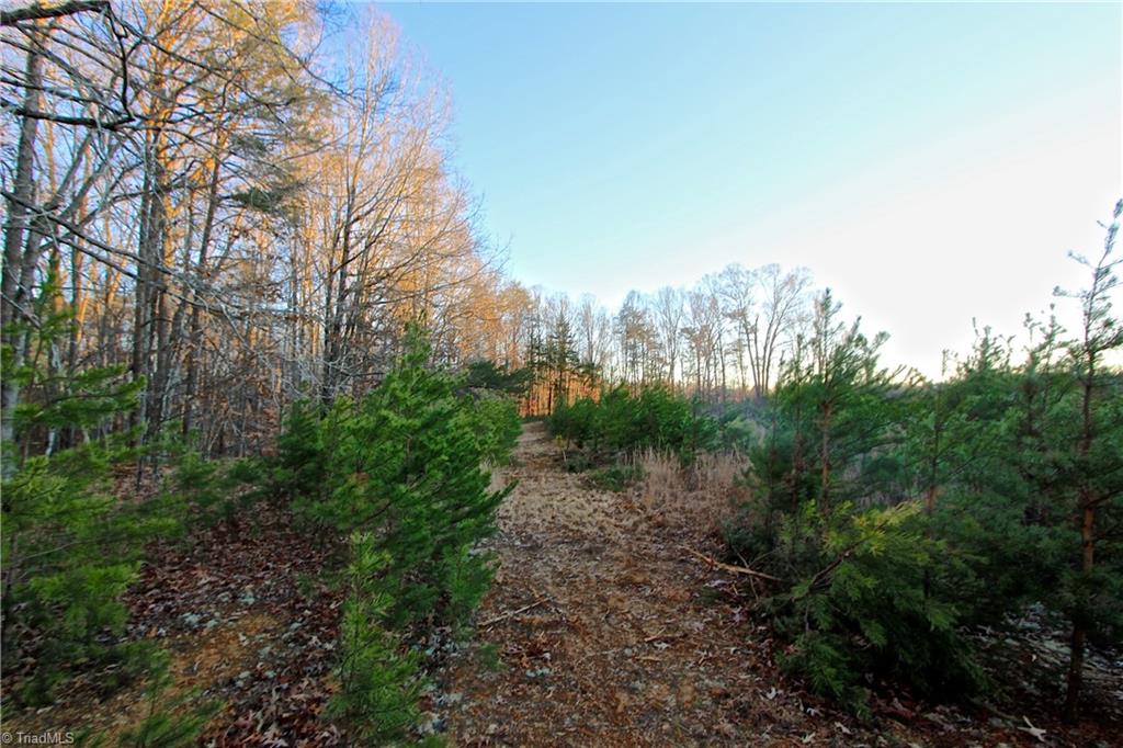 7791 Highway 700 Ruffin, NC 27326 - Photo 31 of 44